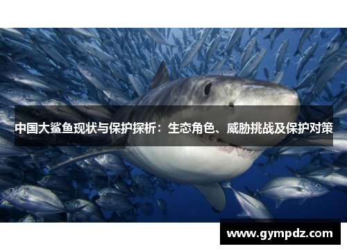 中国大鲨鱼现状与保护探析：生态角色、威胁挑战及保护对策